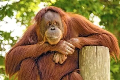 Наблюдателят. Орангутан, наблюдаващ света