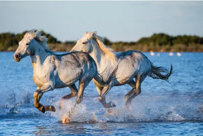 Cavalli bianchi della camargue che corrono lungo l'acqua