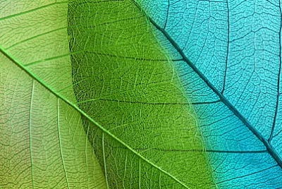 Struttura delle foglie macro