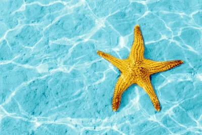 Морска звезда в синя вода