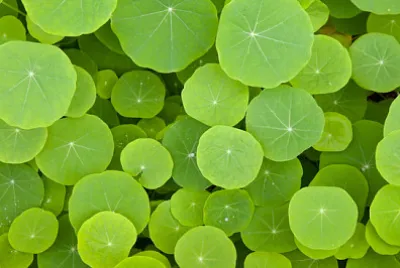 Sfondo di foglie verdi - La forma rotonda