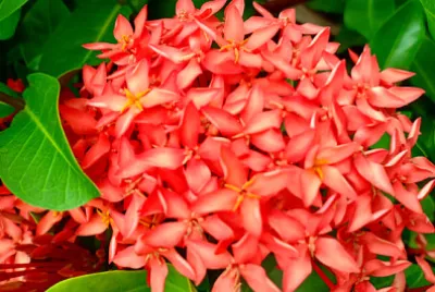 Fiore rosso con texture di bellezza