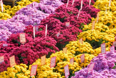 Seoul, South Korea - October 15, 2017: Rows of bea jigsaw puzzle