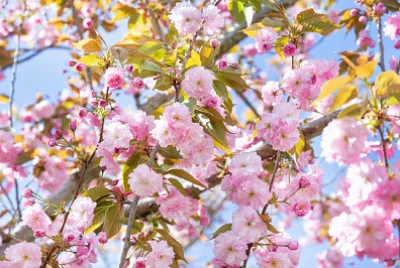 Kwitnąca gałązka migdałowca na wiosnę