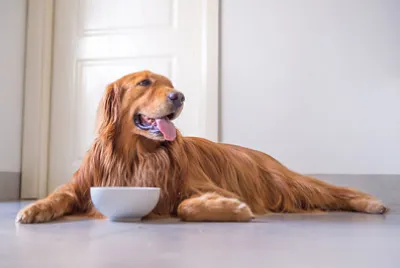 Der Golden Retriever isst