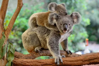 Madre koala con bambino sulla schiena, su eucalipto