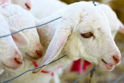 Ovelhas na agricultura natural