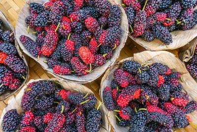 Primo piano di gelsi frutti.