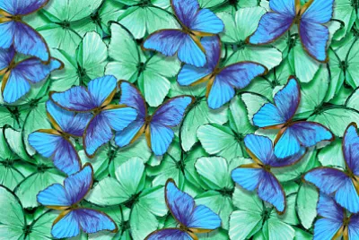 Papillons verts et bleus morpho texture backgrou