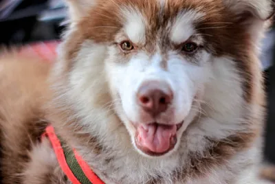 Chien Husk Sibérien