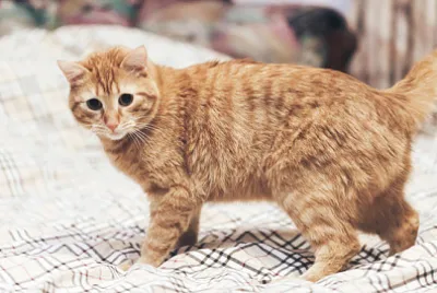 Ingwerkatze auf dem Bett