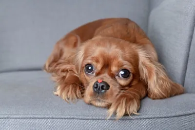 鼻に小さな赤いハートのかわいい犬