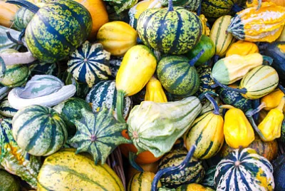 Muitas abóboras e abóboras coloridas de outono