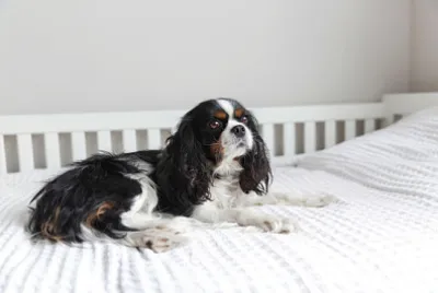 Carino cavalier spaniel sdraiato sul letto