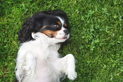 simpatico cane, cavalier spaniel sull'erba