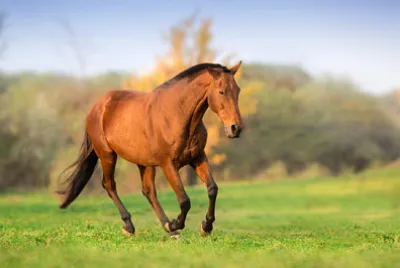 Cavalo em movimento na paisagem de outono