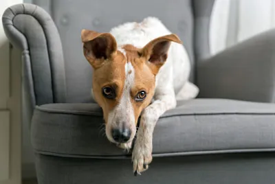Cachorro fofo deitado na poltrona