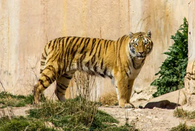 Una tigre del Bengala in piedi sull'erba
