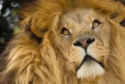 Vem vet vad som går igenom det där sinnet...?