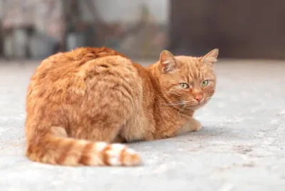 單紅貓在戶外放鬆