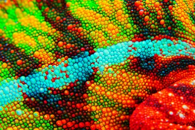 パンサーカメレオンの皮をクローズアップ。これはアンビロです