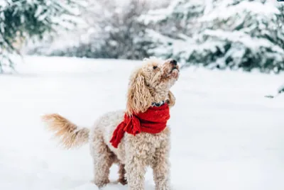 可愛又搞笑的小狗與一條紅圍巾玩