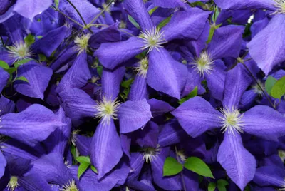 紫色大鐵線蓮花卉（Clematis x jackmanii