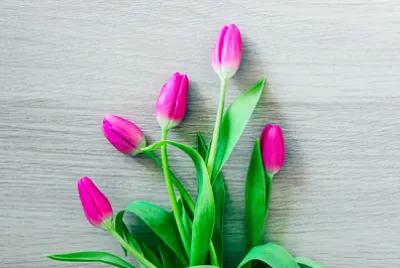 Um buquê de delicadas flores de tulipa rosa, na luz