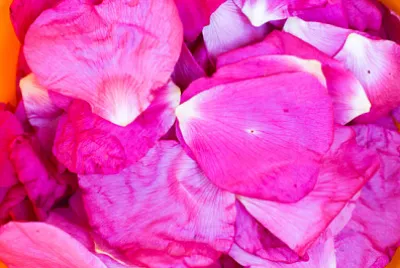 Séchage des pétales d'églantier (Rosa Canina)