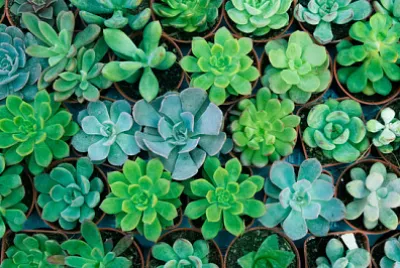 Plante succulente verte en pot