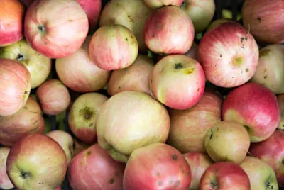 manzanas orgánicas maduras frescas directamente del huerto
