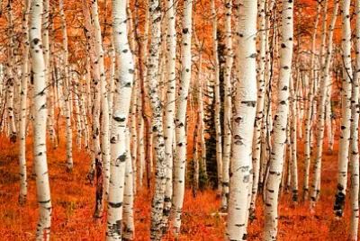 Цвят на есента в поляна на трепетлика, Юта, САЩ.