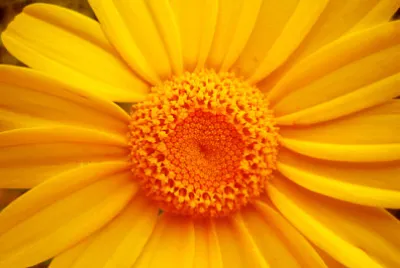 Fondo de macro de flor de chrysanthemun amarillo wallp
