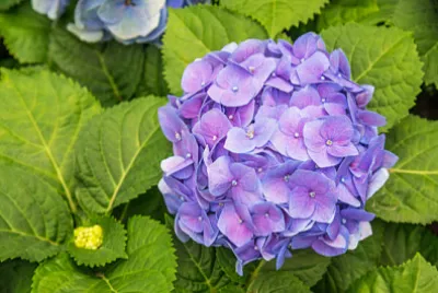 Лилав цвят хортензия (Hydrangea macrophylla) в