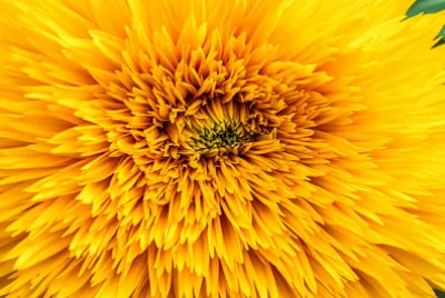 Абстрактен фон с венчелистчета от слънчоглед