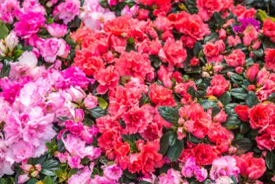 Цъфтеж на дива роза в градината (Rhododendron arbore