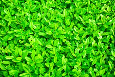 פאזל של רווי מאוד מאי באביב ירוק עז משאיר חזרה