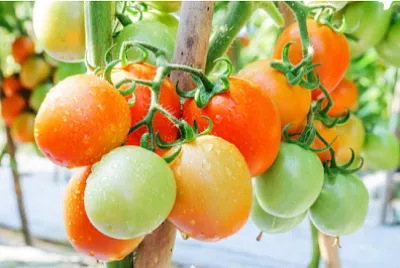 Пресни узрели домати, растящи на клон в градината,