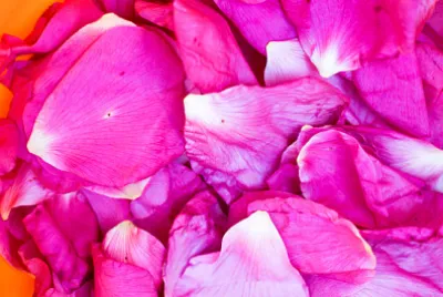 Сушене на листенца от шипка (Rosa Canina)