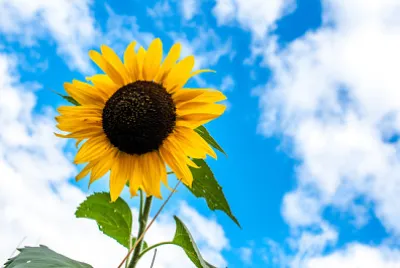 Girasole solo su un cielo blu e nuvole backgrou