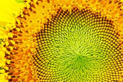 близък план на слънчоглед.