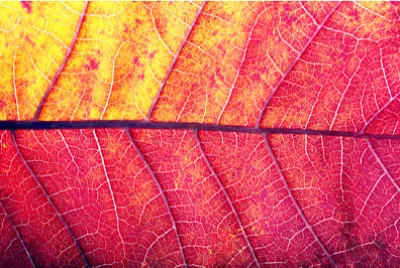 ljusa färgglada röda blad textur bakgrund. stänga