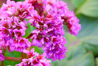 красиви пурпурни цветя на лечебното растение B