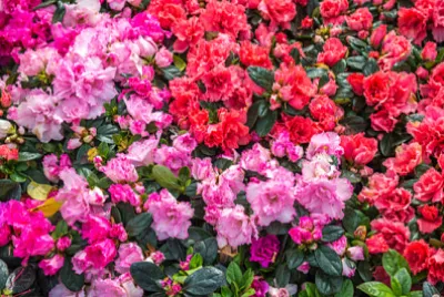 Floraison de roses sauvages dans le jardin (Rhododendron arbore