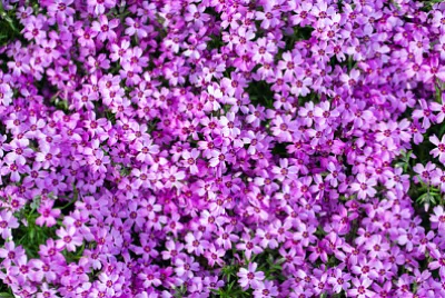 Matta av rosa blommor som växer i trädgården