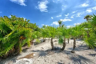 Usine de yucca vert sous le ciel bleu