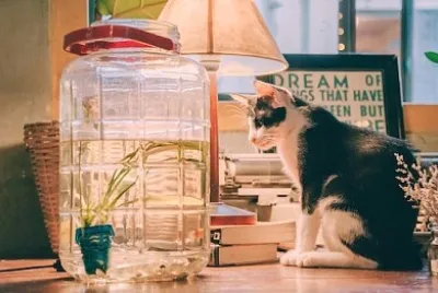 פאזל של חתול שחור לבן על שולחן