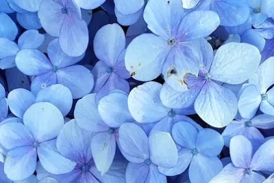 Fleurs pétales bleues