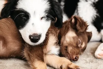 可愛的小狗一起休息