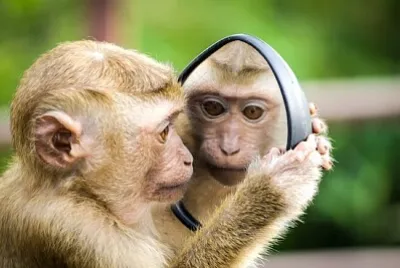 Monkey looking at Mirror jigsaw puzzle